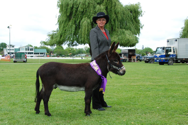 Nestle, Waikato World Champion at his 1st show in NZ